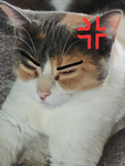 柯比—