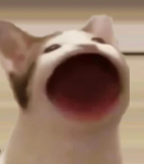 Popcat poopies