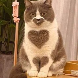 ♡