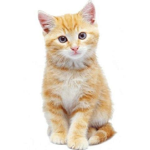 Beat Box Cat