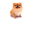 dogs_group