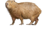 Capybara Group :D