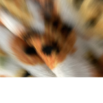 Five nights at