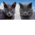 🐈SAVAGE CATS CLOTHING🐈