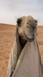Animal Arab