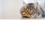 Cats are better