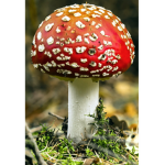 | Mushroomclan |