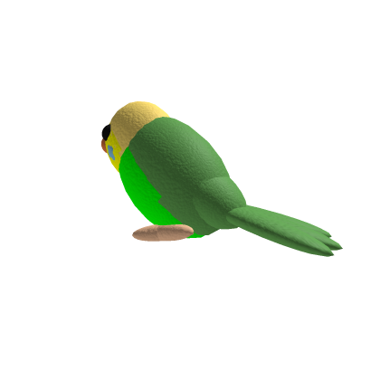 Girl budgie