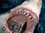 Big Shark family group