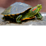 Turtle club.