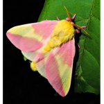 Moth empires