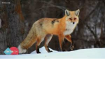 the 5 Foxes Task Force.
