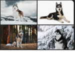 Huskians you’re fav