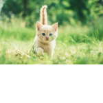 Puppies and kitties play place
