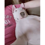 walter cool dog