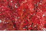 red tree heh