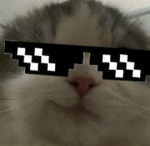 The Cool Cats Place