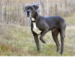 team great dane