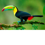 tucan is god