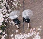 .honeylace