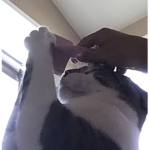 Cute as a kitty