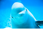 The Beluga Buddy Supporters!