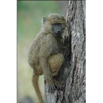 monkey fan yt