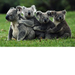 Koala And Bea5r Army