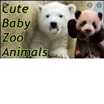 CUTE BABY ANIMALS