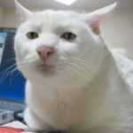 •Oɢʀᴇs•