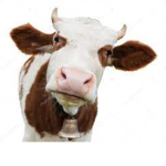 NL GROEP !!!!!!! VN ABDUSA65