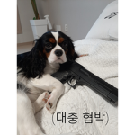 자a a살 특공대