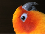 Birb squad!