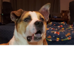 Bruhman's Doge Militia