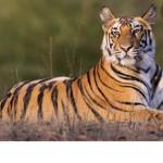 The tigers groups