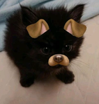 1 Puppies 1
