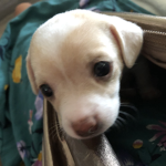 Dog Obsessed! <3