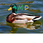 Mallard Duck Studios
