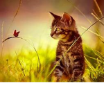 Cat Fan!