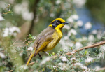 The Honeyeaters