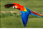 Mango the parrot