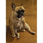 Dogs fun group