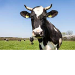 sweetcow