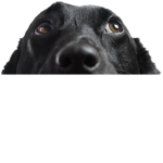 doggy group (please join)