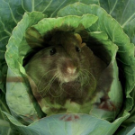 The Cabbage Rats