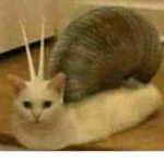 Snail cat