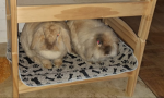 Bunny Friends 4ever