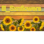 Sunflower!!!