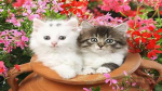the kittns