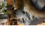 Lulu love lama